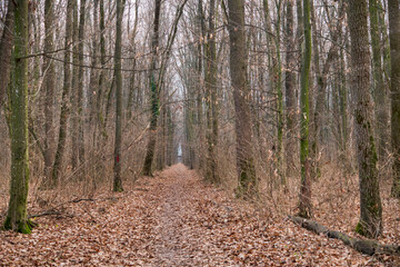 Obraz premium Forest in December in Voluntari Ilvof town , Romania. Winter forest landscape