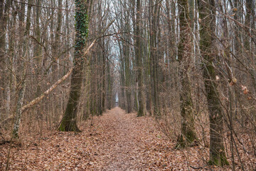 Forest in December in Voluntari Ilvof town , Romania. 
Winter forest landscape