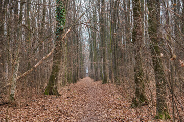 Forest in December in Voluntari Ilvof town , Romania. 
Winter forest landscape