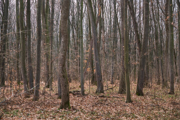 Forest in December in Voluntari Ilvof town , Romania. 
Winter forest landscape