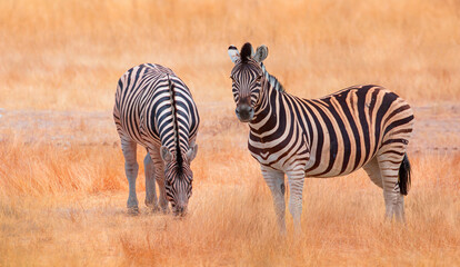 Herd of zebras in yellow grass - Etosha park, Namibia