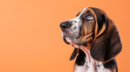 Adorable basset hound puppy with curious questioning face isolated on light orange background with copy space. - obrazy, fototapety, plakaty