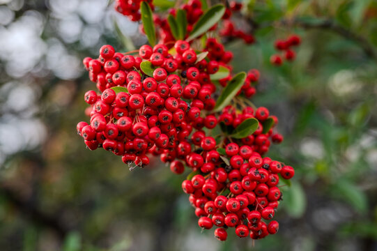 Spectacular photos of Red Pyracantha or Firethorn