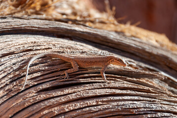 Desert lizard with mimic color on red sandstone rock, Arches National Park, Utah, USA