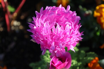 close up of pink flower