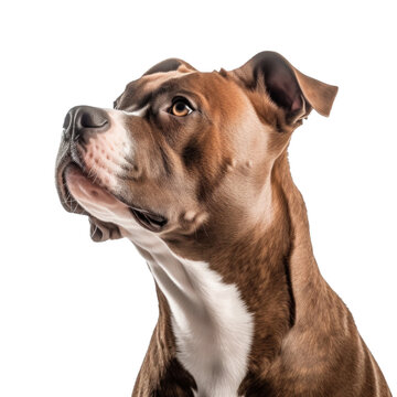 A pit bull dog isolated on a transparent background.