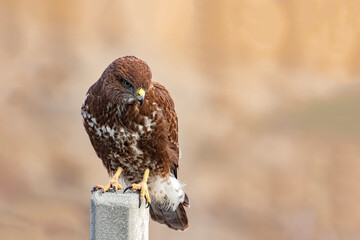 Buzzard