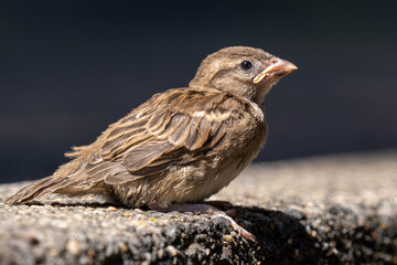 Spatz