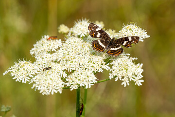 Schmetterling 