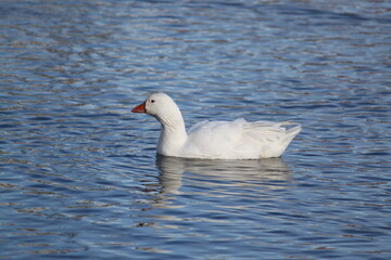 Patos