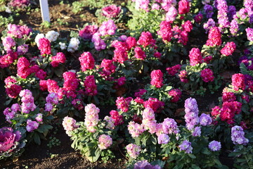 flowers in the garden