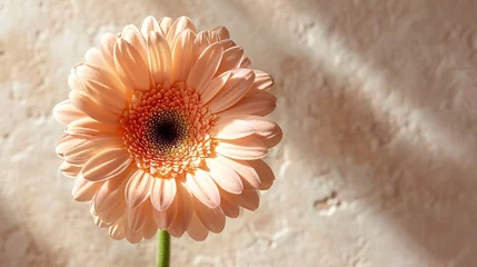 Fototapeten Elegant Peach Gerbera Daisy Flowers with Sunlight Shadows on Tan White Background AI Generated © Alex