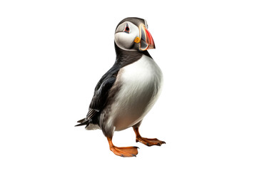 A Puffin, Heimaey coast, South Iceland isolated on a transparent background.