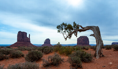 Curved dry coniferous tree against the blue sky, Monument Valley