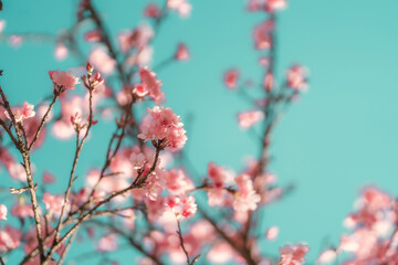 Close-up of pink Sakura flowers or Cherry blossom flowers on a branch.