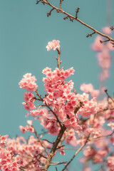 Close-up of pink Sakura flowers or Cherry blossom flowers on a branch.