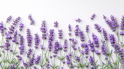 Fresh Lavender Flowers Composition Frame on White Background AI Generated