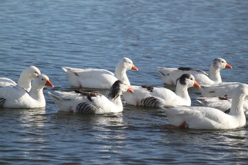 Patos