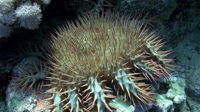 Close-up, underwater landscape is adorned with presence of crown of thorn starfish. Crown of thorns starfish plays significant role in coral reef ecosystems, but it can also pose threat.