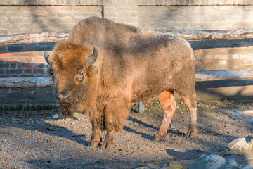 Tibetan Yak (Bos grunniens) in Zoo. Belgrade City, Serbia.  © resul