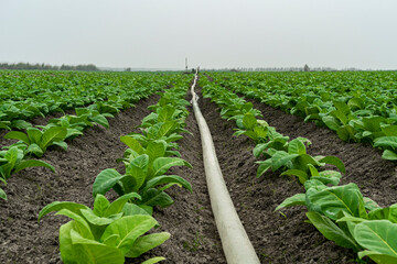 watering tobacco fields with a PVC hose pipe.