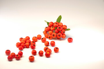 Isolated red firethorn berries on a white background.
