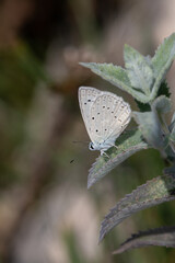 Meleager's Blue butterfly on plant leaf. Polyommatus daphnis