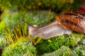 Snails on moss in the rain.