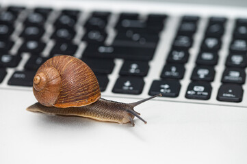 A snail on a laptop with its antennae out.