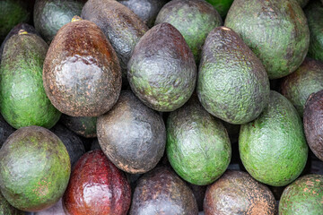 Group of fresh organic avocado fruit pile after harvested from the farm ready to sale at the market, for healthy food ingredient or agricultural product concept