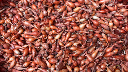 Onion seeds sold on the stall at the farmers' market.