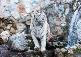 White Bengal Tiger in Zoo. Belgrade City, Serbia.