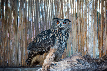 Eurasian Eagle Owl in Zoo. Belgrade City, Serbia.