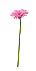 Gerbera daisy flower isolated on transparent white background