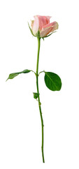 Fototapeta premium Rose flower isolated on transparent white background