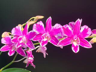 Beautiful orchid flowers in the garden, Vietnam. It is dendrobium flash orchird.