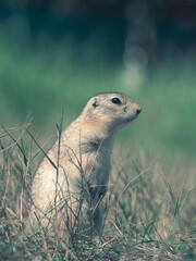 Prairie dog on a grassy lawn. Side view. Close-up