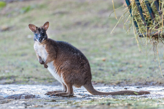 Parma Wallaby in Zoo. Belgrade City, Serbia.