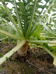 Obraz premium Green radish growing in the field, selective focus.