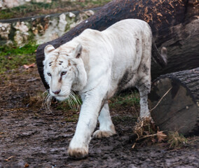 Naklejka na ściany i meble White Bengal Tiger in Zoo. Belgrade City, Serbia.