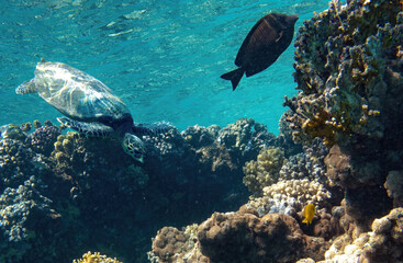 Fototapeta na wymiar sea turtle swimming