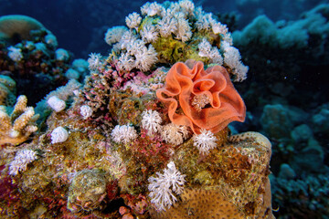 coral reef in the sea