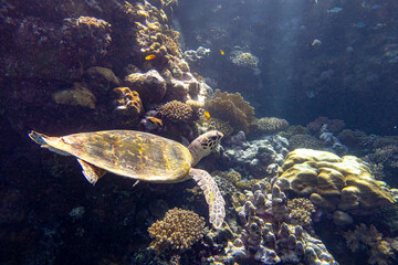 sea turtle swimming