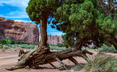 Spiny drought-resistant desert coniferous trees and vegetation growing on red sands