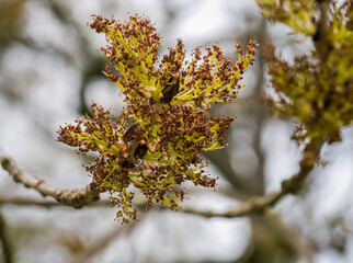 Nahaufnahme von einem blühenden Zweig der gemeinen Esche (Fraxinus excelsior).