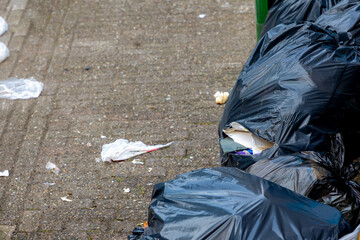 Stack of black garbage on street with hole, Birds pinching the trash with waste in side, Pile of plastic bin bags on street evening before the officer to collect, Amsterdam, Netherlands.