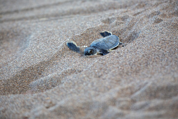 Tortuguero's Tiny Explorer - Baby Green Sea Turtle (Chelonia mydas) on Costa Rica's Shore
