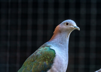 Indonesia's Forest Jewel - Green Imperial Pigeon Dove (Ducula aenea)