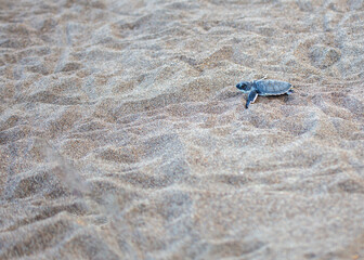 Tortuguero's Tiny Explorer - Baby Green Sea Turtle (Chelonia mydas) on Costa Rica's Shore