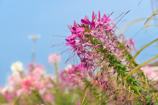 Spider Floser or Pak-Chian flowers bloomed on top of the branches in the flower garden. Flower pink color for nature background. With blurred background of blue sky.